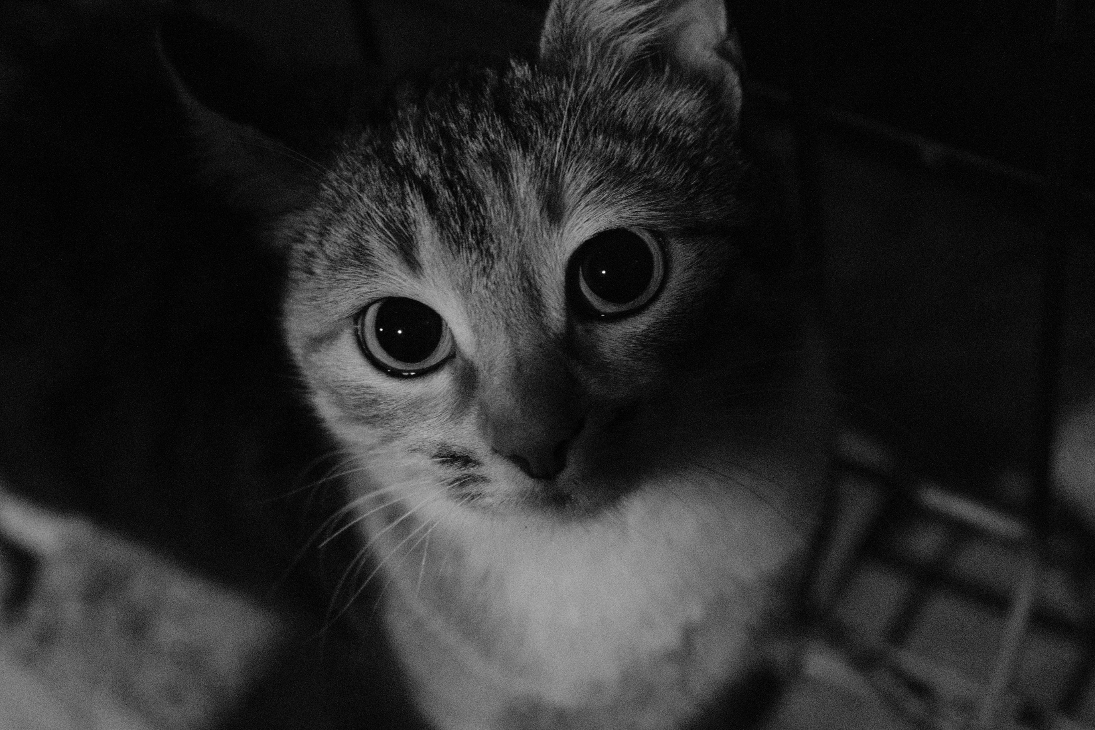 Image named: cat called mummy