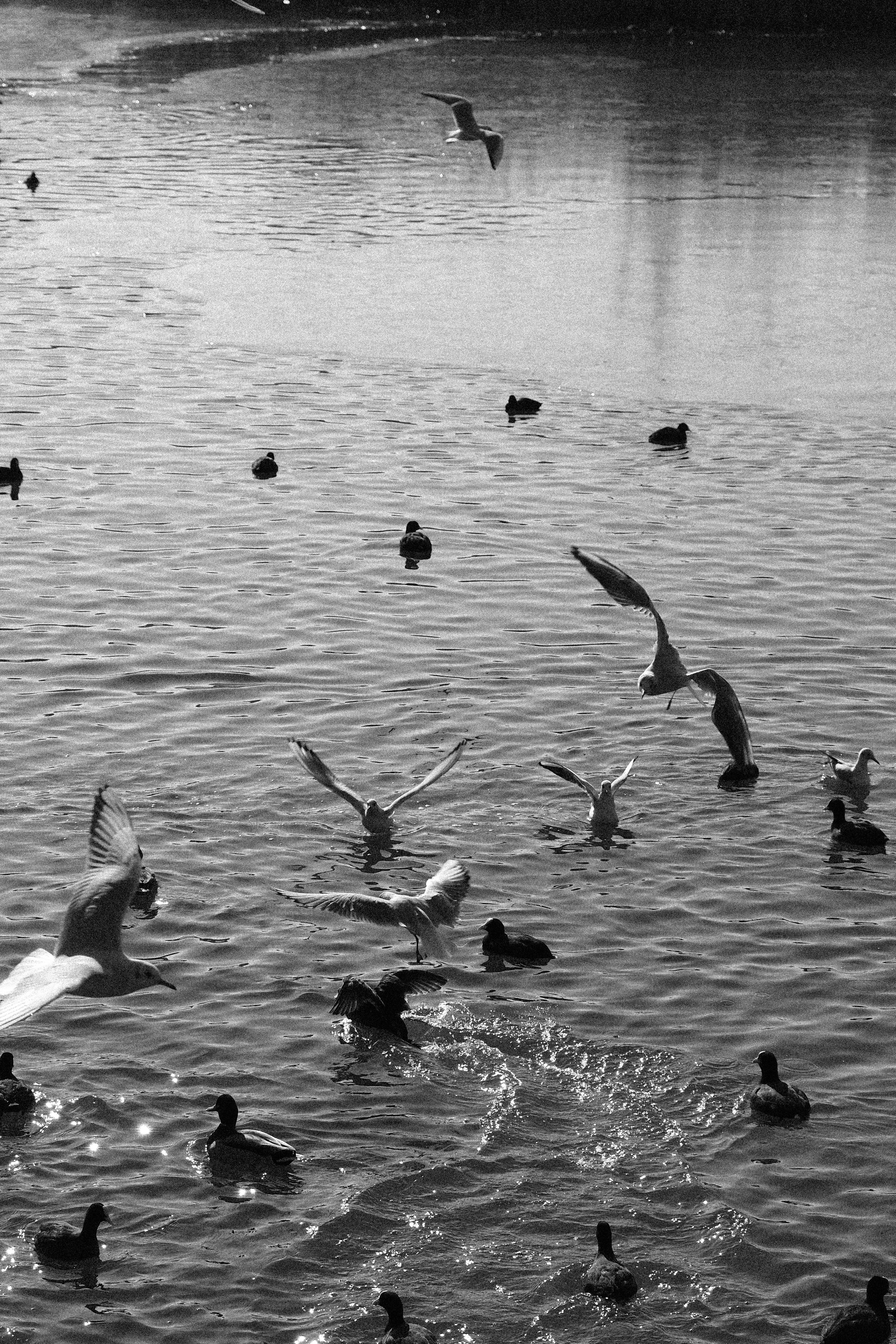 Image named: coexistence