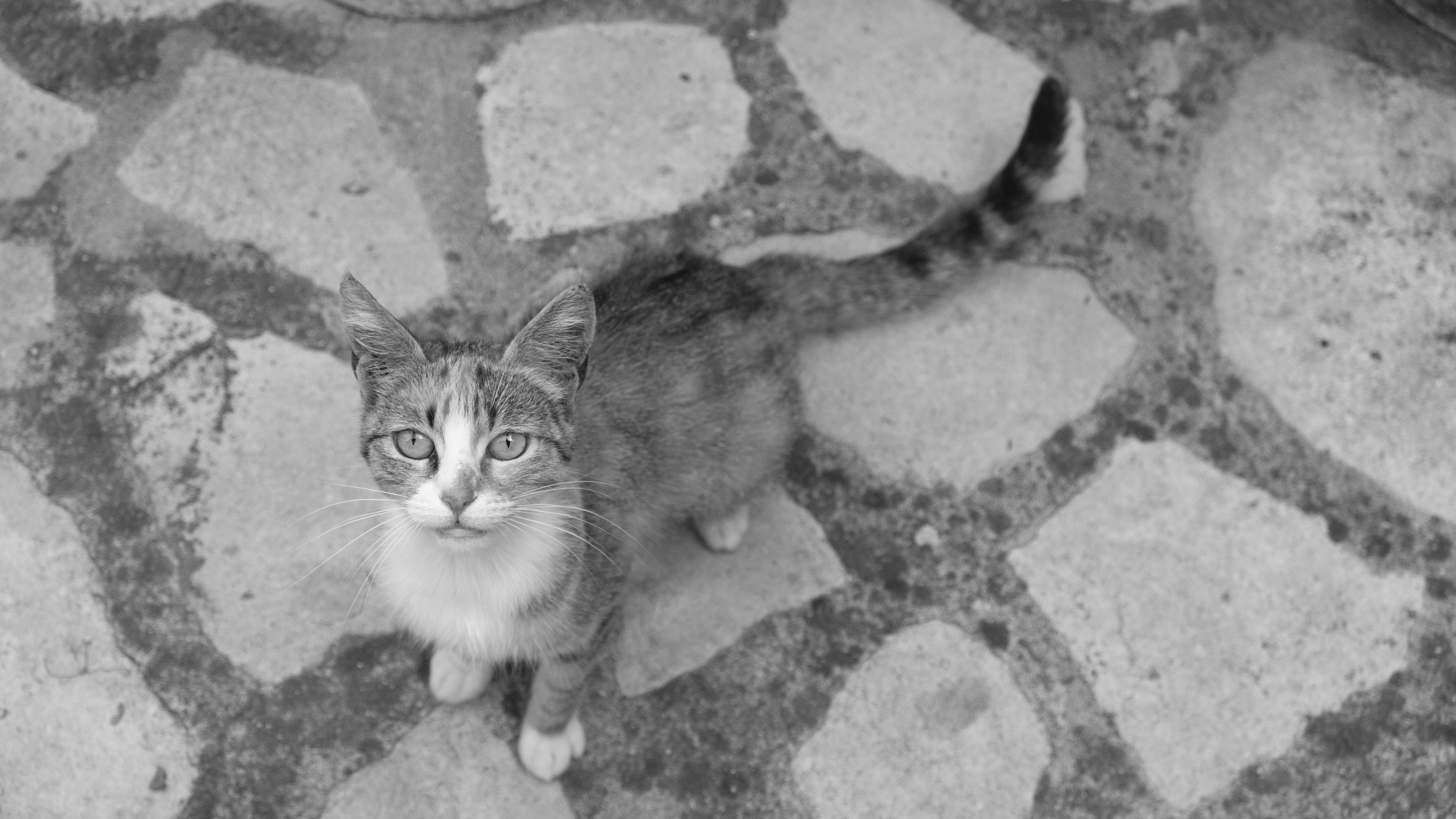Image named: feed me hooman