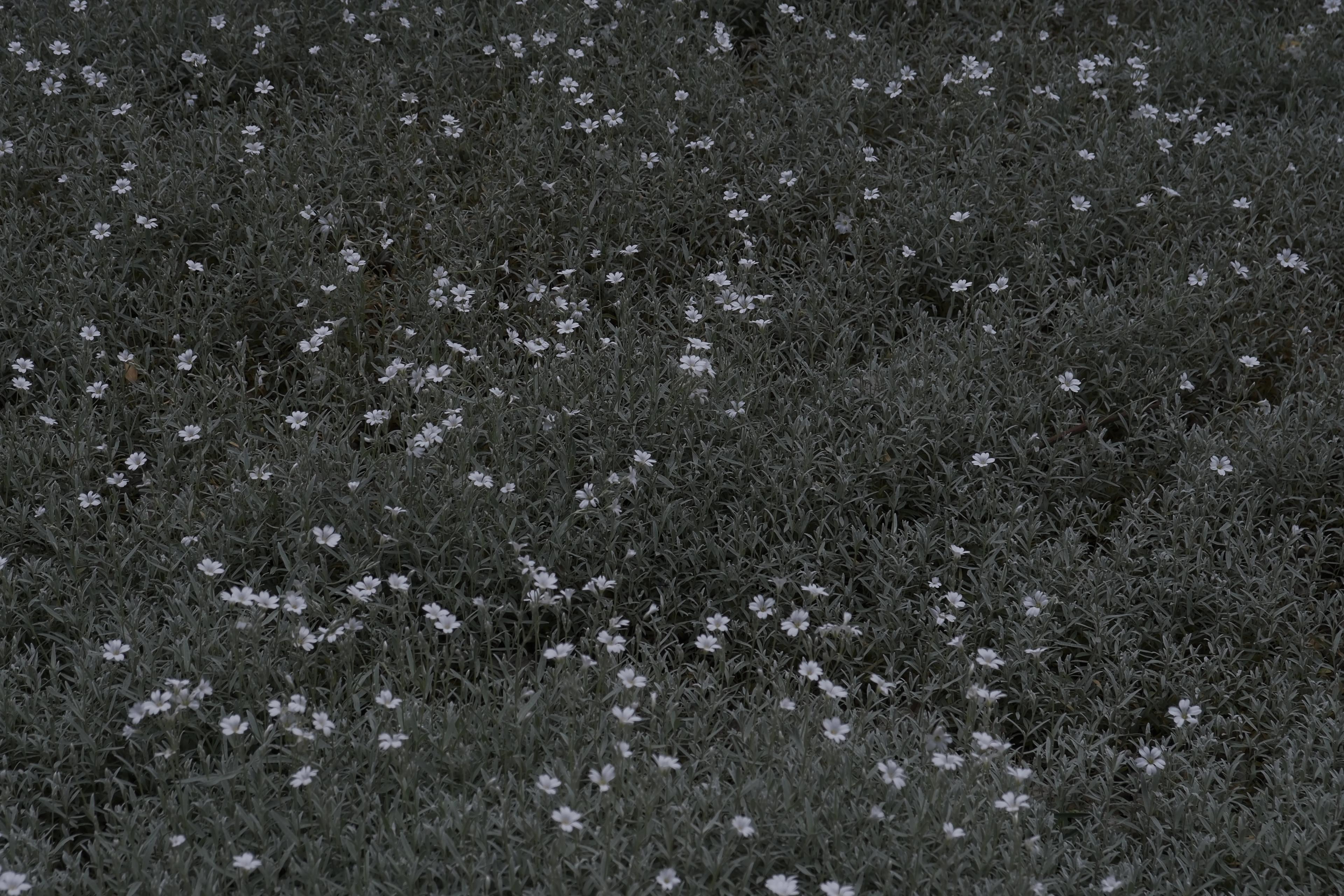 Image named: flowers 1, earth 0