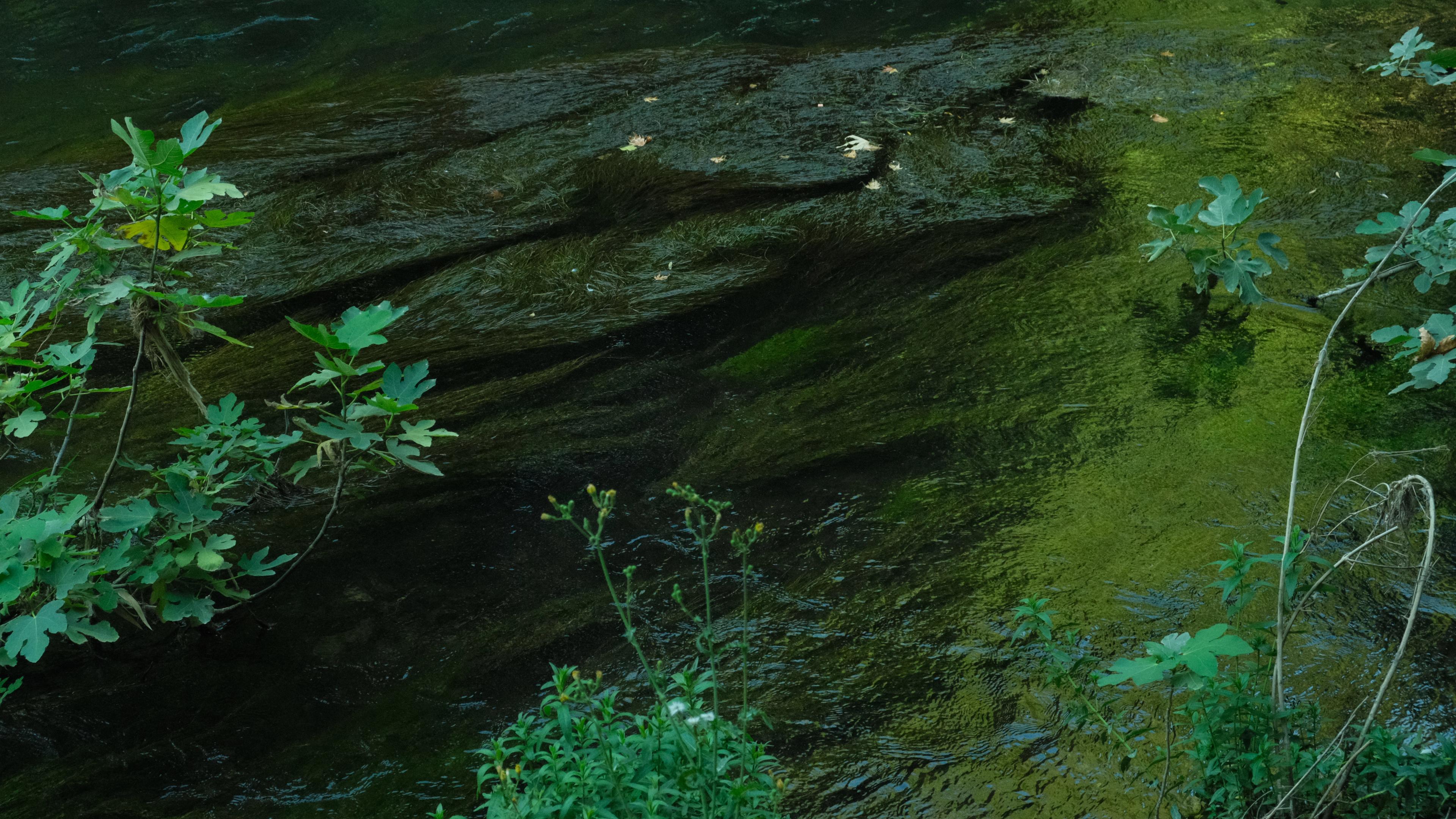 Image named: heaven sent green